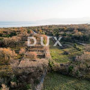 Otok Krk, Šilo -  Očišćen, ravan MASLINIK, buduće građevinsko, 600m do prekrasnih plaža, mora i supermarketa s pristupnim putem...