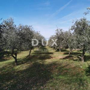 OTOK KRK, ŠOTOVENTO - Maslinik sa kućom