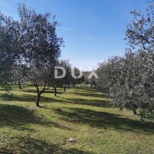 OTOK KRK, ŠOTOVENTO - Maslinik sa kućom