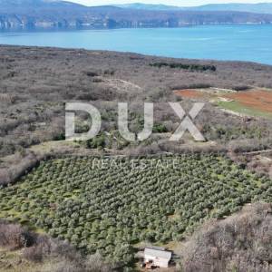 OTOK KRK, ŠOTOVENTO - Maslinik sa kućom