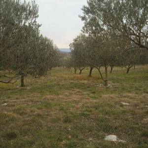 OTOK KRK, VRH - Maslinik