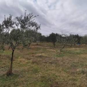 OTOK KRK, VRH - Maslinik
