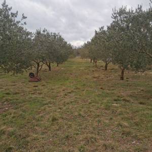 OTOK KRK, VRH - Maslinik