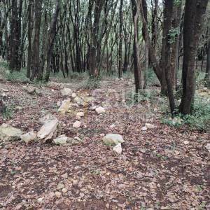Otok Krk, Vrh, poljoprivredno zemljište 13.880m2