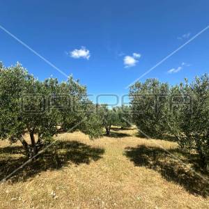 Poljoprivredno zemljište idealno za agroturizam, Dazlina, 45.000 m2
