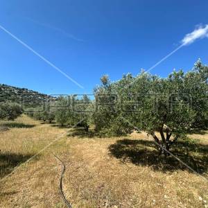 Poljoprivredno zemljište idealno za agroturizam, Dazlina, 45.000 m2
