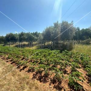 Poljoprivredno zemljište idealno za agroturizam, Dazlina, 45.000 m2
