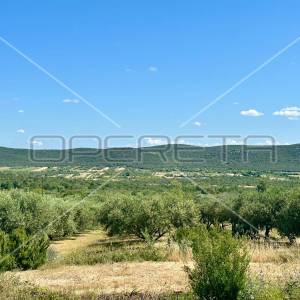 Poljoprivredno zemljište idealno za agroturizam, Dazlina, 45.000 m2
