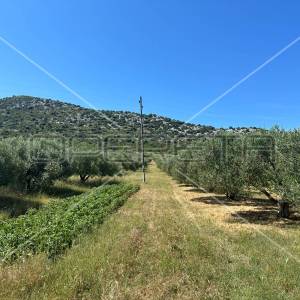 Poljoprivredno zemljište idealno za agroturizam, Dazlina, 45.000 m2
