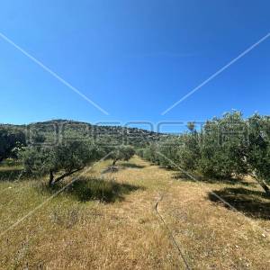 Poljoprivredno zemljište idealno za agroturizam, Dazlina, 45.000 m2

