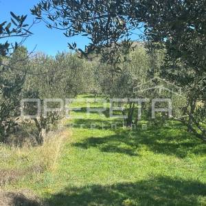 Poljoprivredno zemljište s 18 maslina – 1563 m², Šibenik (Kvanj)
