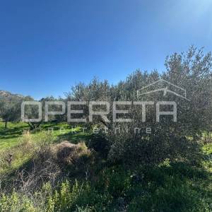 Poljoprivredno zemljište s 18 maslina – 1563 m², Šibenik (Kvanj)
