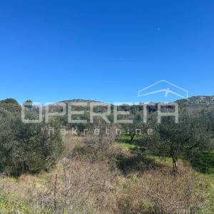 Poljoprivredno zemljište s 18 maslina – 1563 m², Šibenik (Kvanj)
