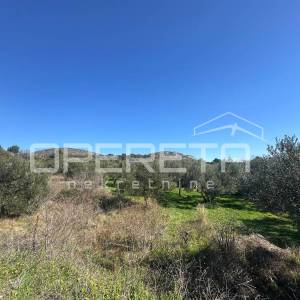 Poljoprivredno zemljište s 18 maslina – 1563 m², Šibenik (Kvanj)
