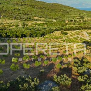 Poljoprivredno zemljište s 500 badema i pogledom na more, Brač