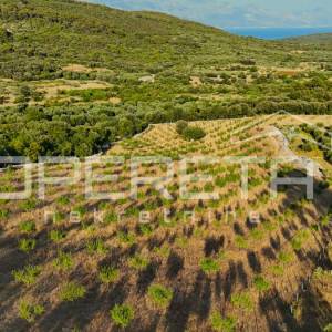 Poljoprivredno zemljište s 500 badema i pogledom na more, Brač