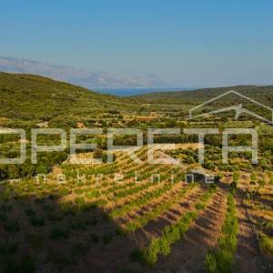 Poljoprivredno zemljište s 500 badema i pogledom na more, Brač