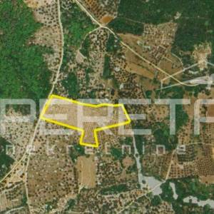 Poljoprivredno zemljište s 500 badema i pogledom na more, Brač