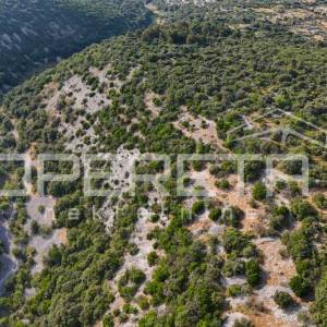 Poljoprivredno zemljište u srce otoka, 29.000m2, Škrip, Brač

