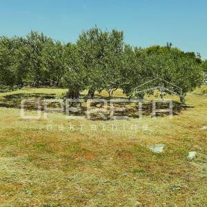 Poljoprivredno zemljište, 4.834 m2, Splitska, Brač