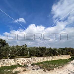 Predivan i održavan maslinik u Medulinu 2039m2