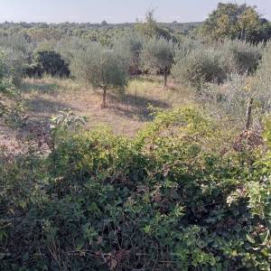 Prodaja građevinskog zemljišta u okolici Marčane!