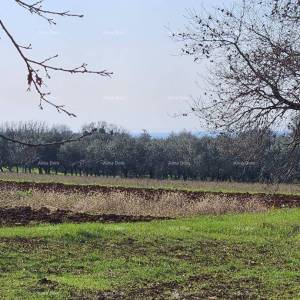 Prodaja građevinskog zemljišta s pogledom na more, Novigrad!