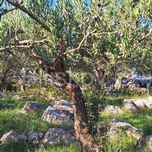 Prodaja maslinika, Mirca, otok Brač