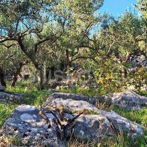 Prodaja maslinika, Mirca, otok Brač
