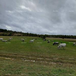 Prodaje se stara kuća ruševina i 16.000 m2 poljoprivrednog zemljišta.