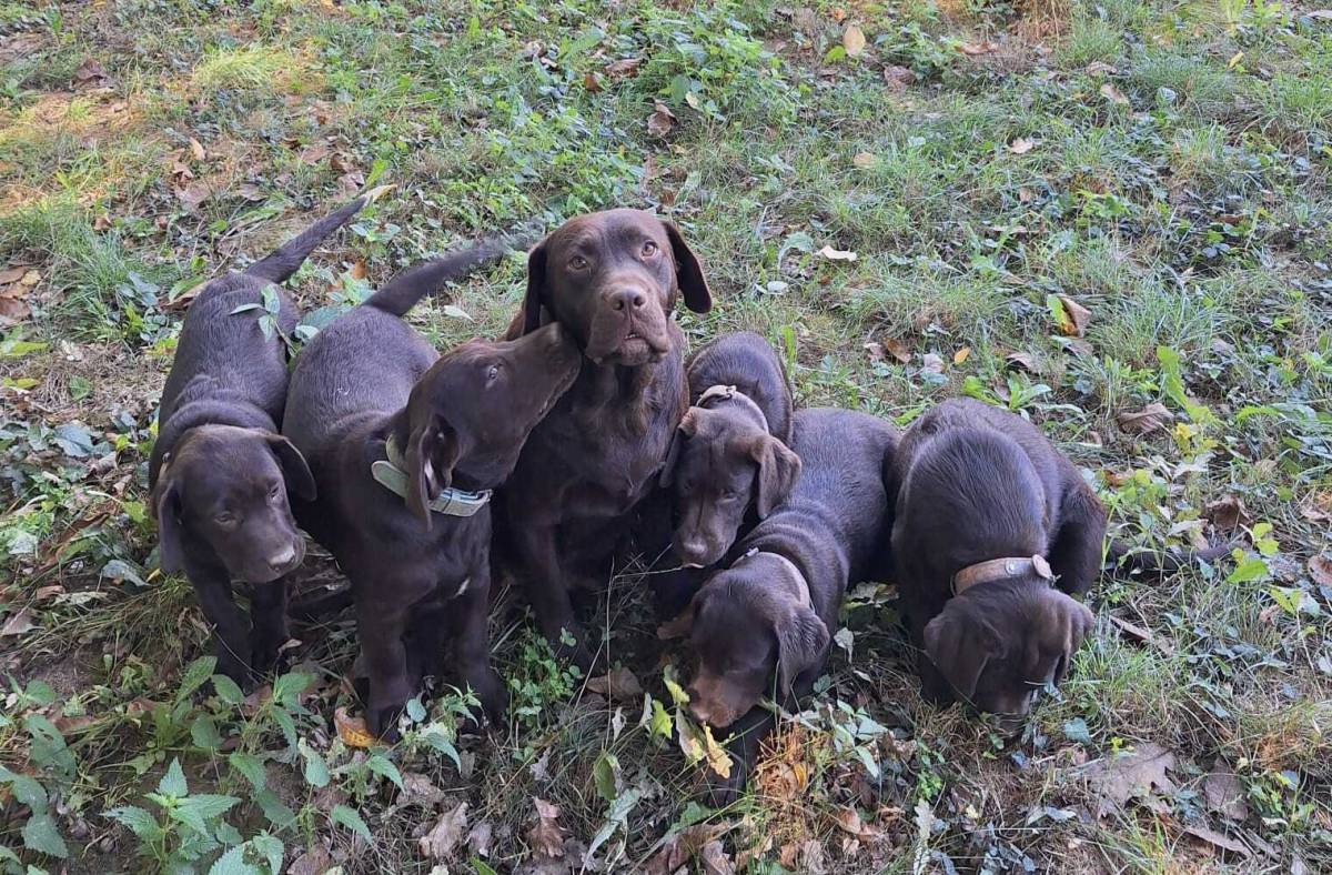 Prodajem čokoladne štence Labrador retrivera