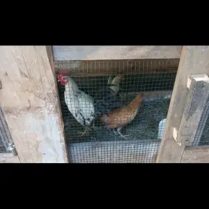Prodajem par hrvatskih patuljastih kokoši