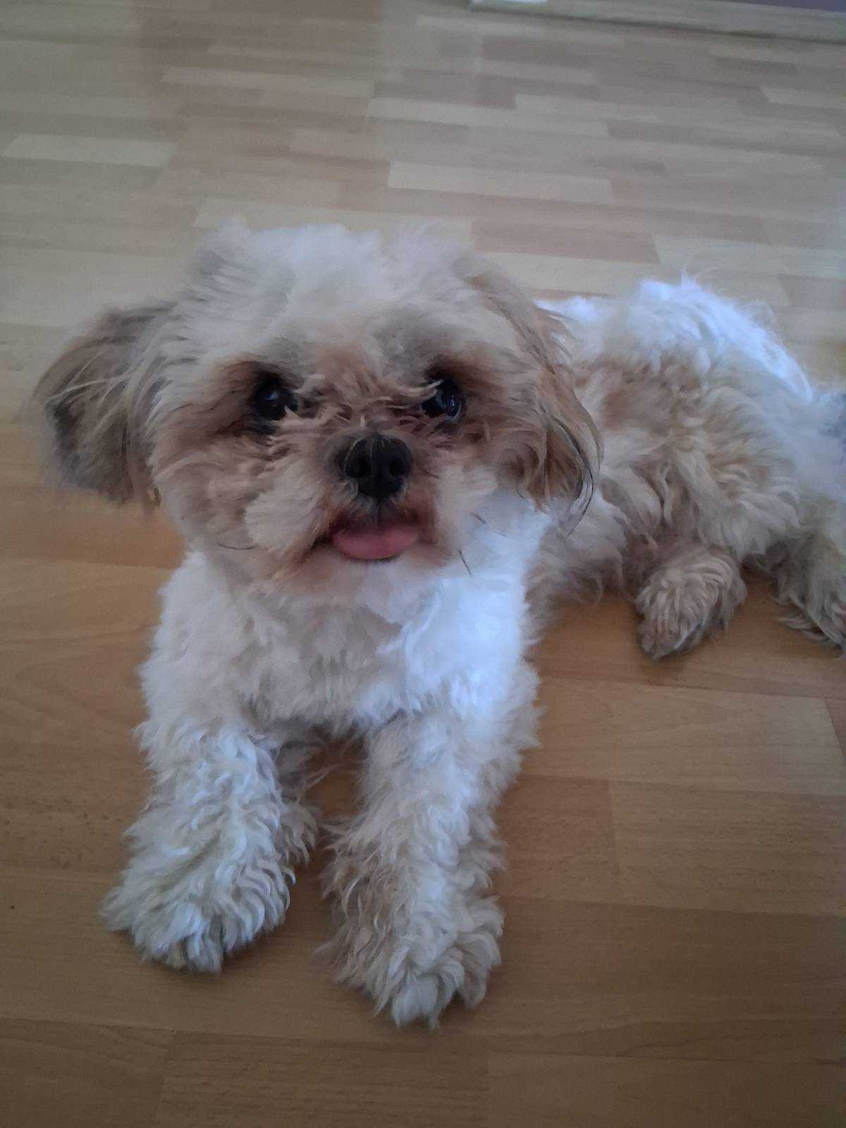 PRODAJEM SHIH TZU-a