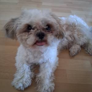 PRODAJEM SHIH TZU-a