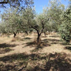 PULA BUSOLER građevinsko - poljoprivredni  teren.