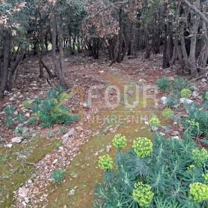 Punta Križa, poljoprivredno zemljište 7232m2
