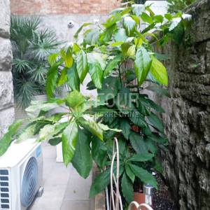 Rijeka, Mlaka, 64.15m2, 2s+db, terasa/dvorište 65m2