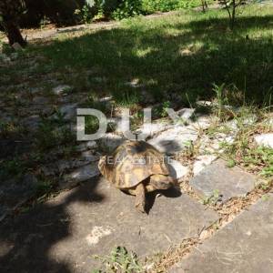 RIJEKA, PEĆINE - Samostojeća vila s pogledom na more