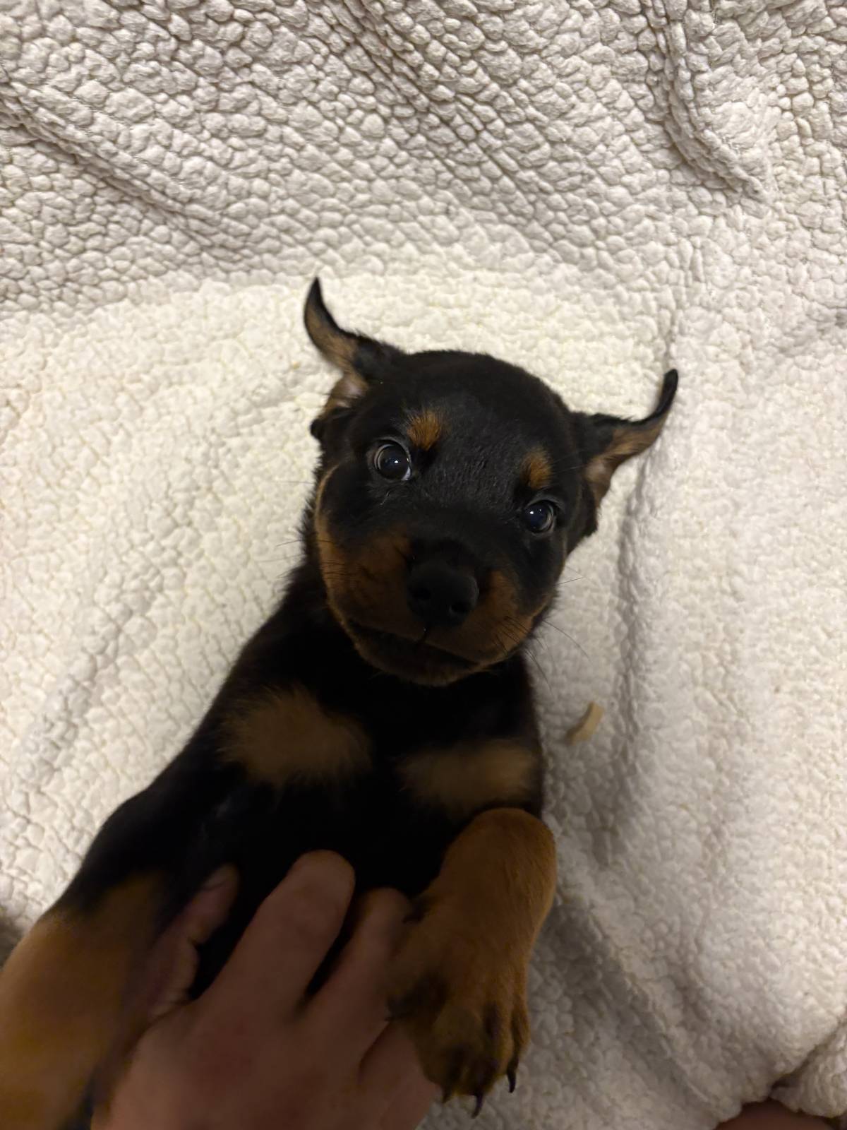 Rottweiler