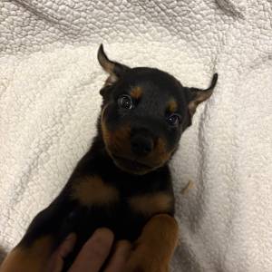 Rottweiler