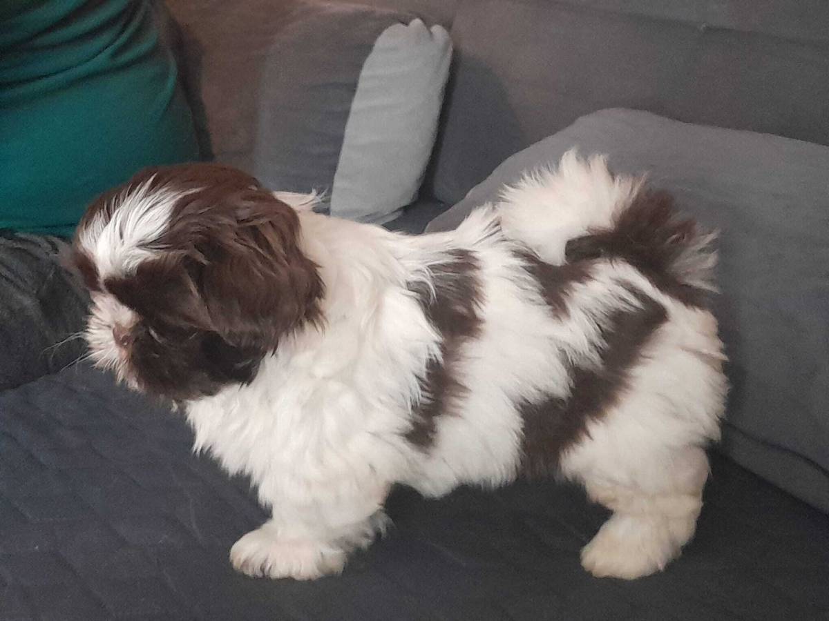 SHIH TZU