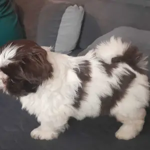 SHIH TZU