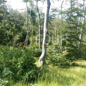 Škrljevo, poljoprivredno zemljište 29.685m2