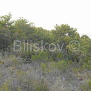 Šolta, 7345m2 poljoprivredno, otvoren pogled na more