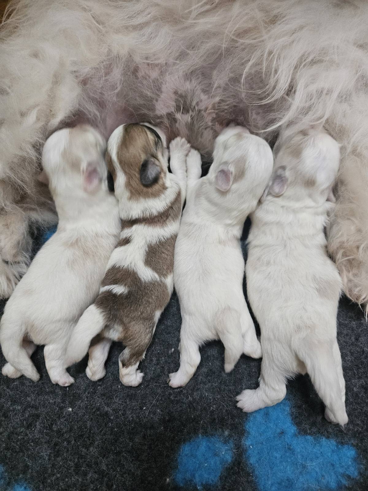 Štenci Coton de Tulear
