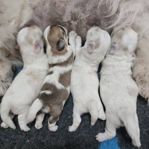 Štenci Coton de Tulear