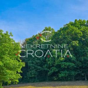  Šuma, Beretinec 