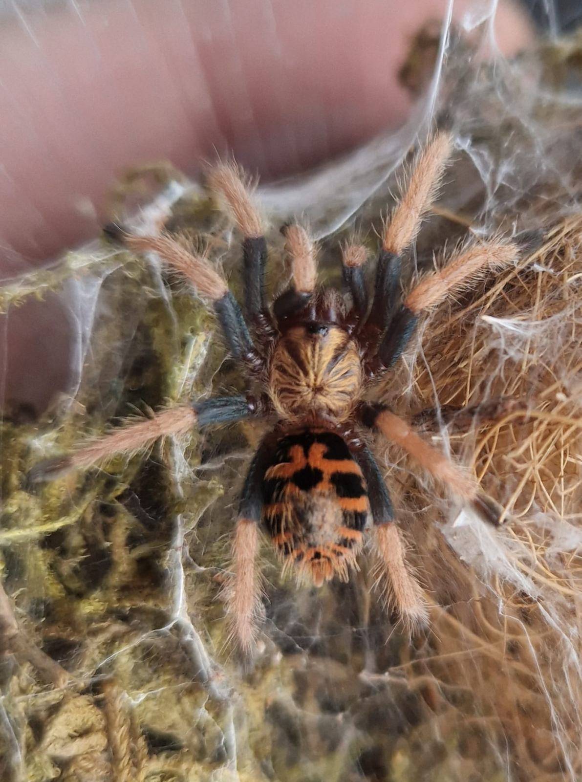 TARANTULA Chromatopelma Cyaneopubescens