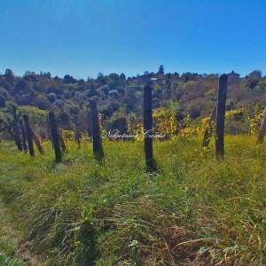  VRTLINOVEC, VINOGRAD I VOĆNJAK 