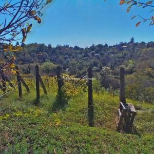  VRTLINOVEC, VINOGRAD I VOĆNJAK 